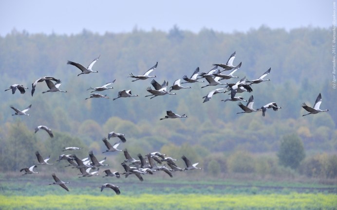 Талдом Журавлиная Родина