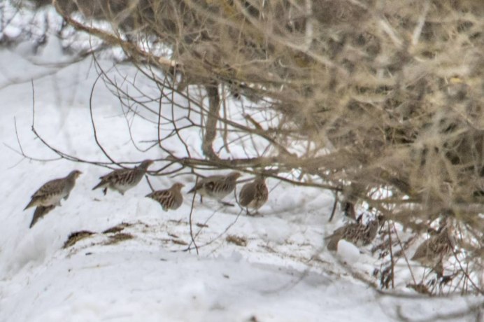 Куропатка Россия