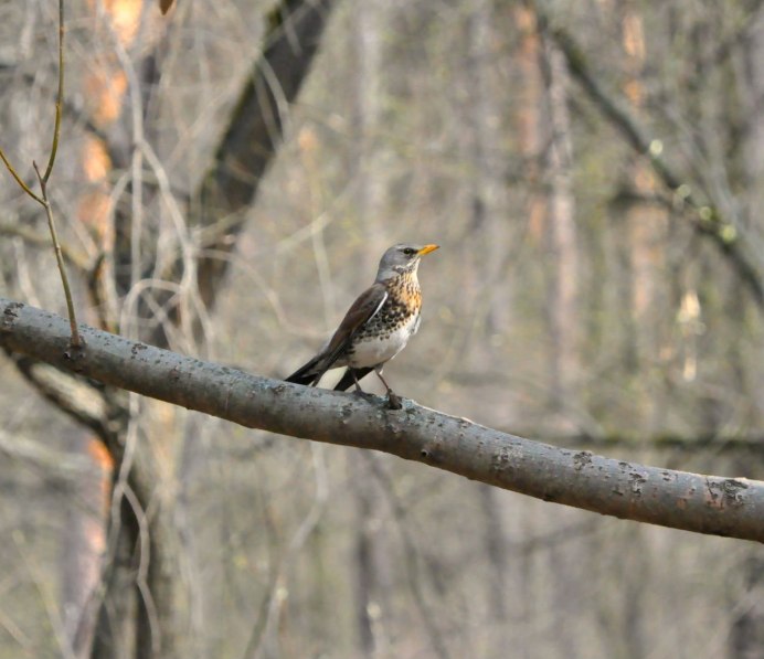 Лесные птицы Подмосковья