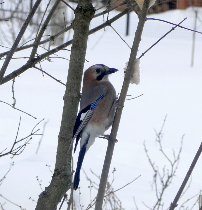 Сойка в Москве