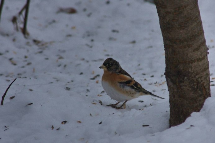Emberiza citrinella English