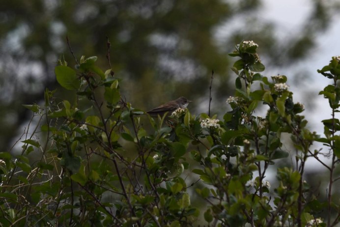 Маленькие птицы Кемеровской области