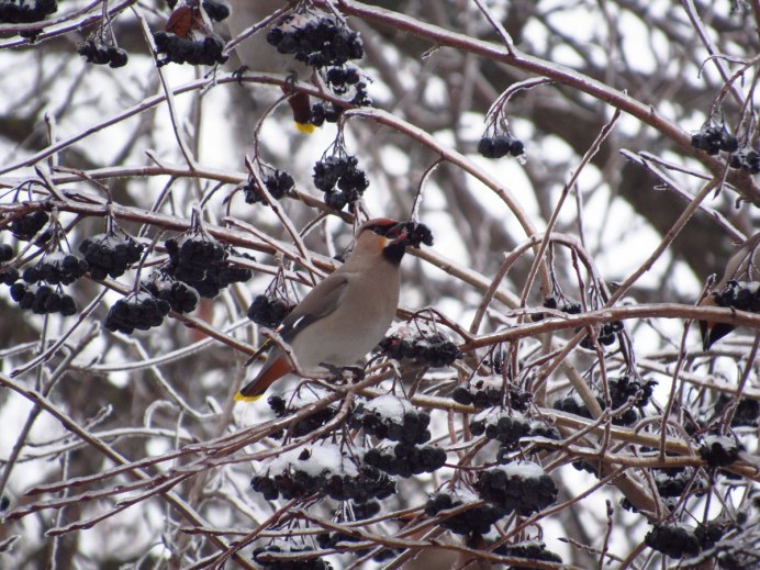 Сойка Кедровка