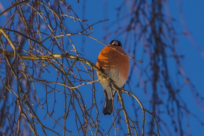 Куропатка Крымская