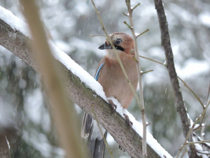 Полигон Парфеново" (Сергиево-Посадский округ зима
