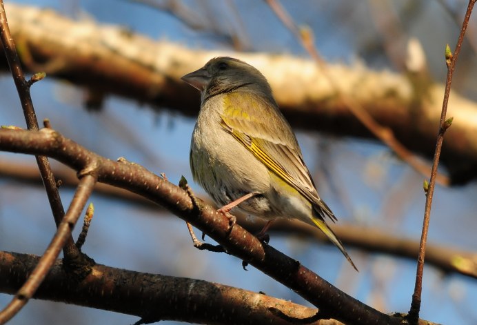 Храм в малинниках Сергиево Посадский район