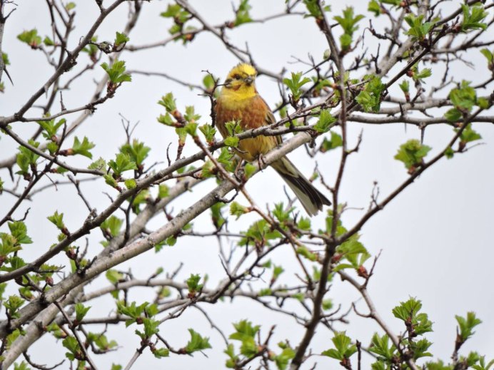 Городские птицы России