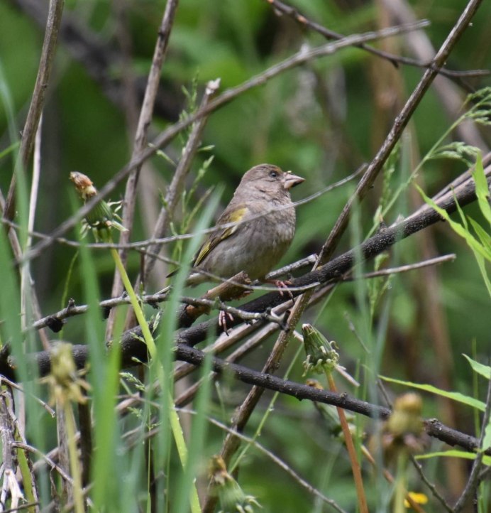 Овсянка Клюев