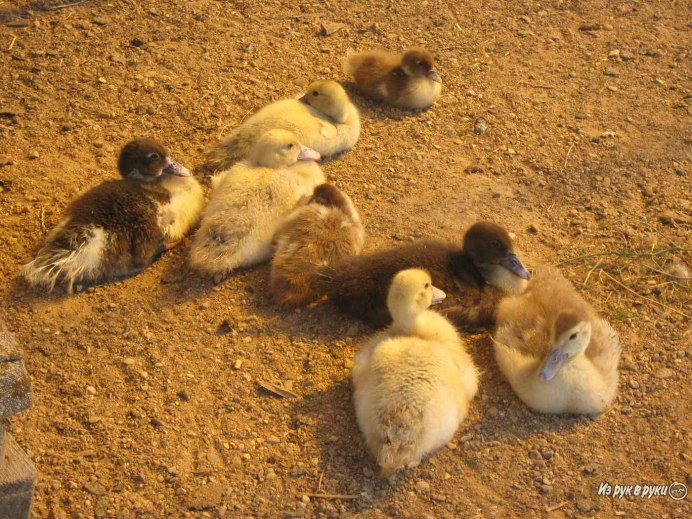 Зимние птицы Рязани