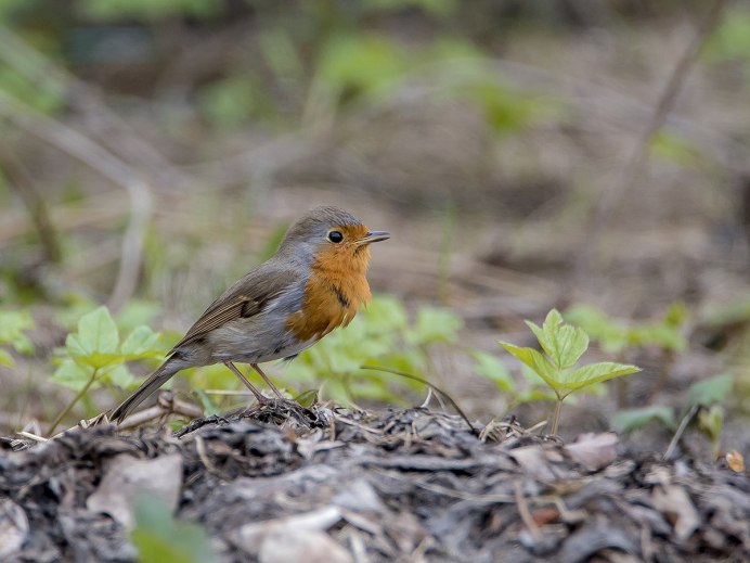 Перелётные певчие птицы Подмосковья