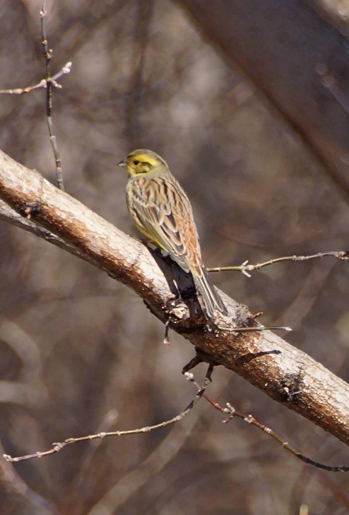Владимирская улица Сергиев Посад