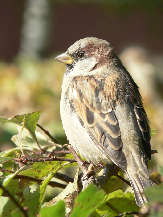 Глухарь Ленинградской области