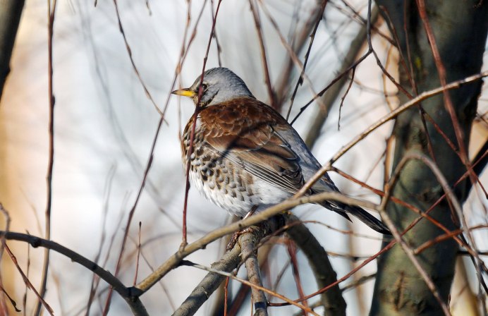 Дрозд рябинник ареал