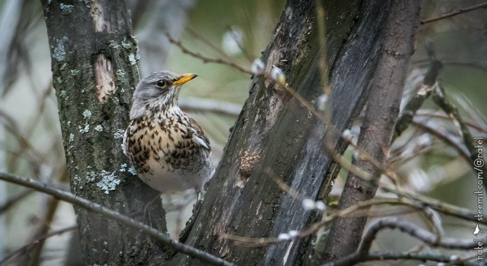Журавли Чуракаево