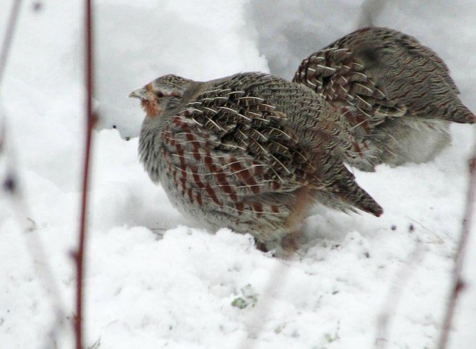 Птица Зяблик Туркмении