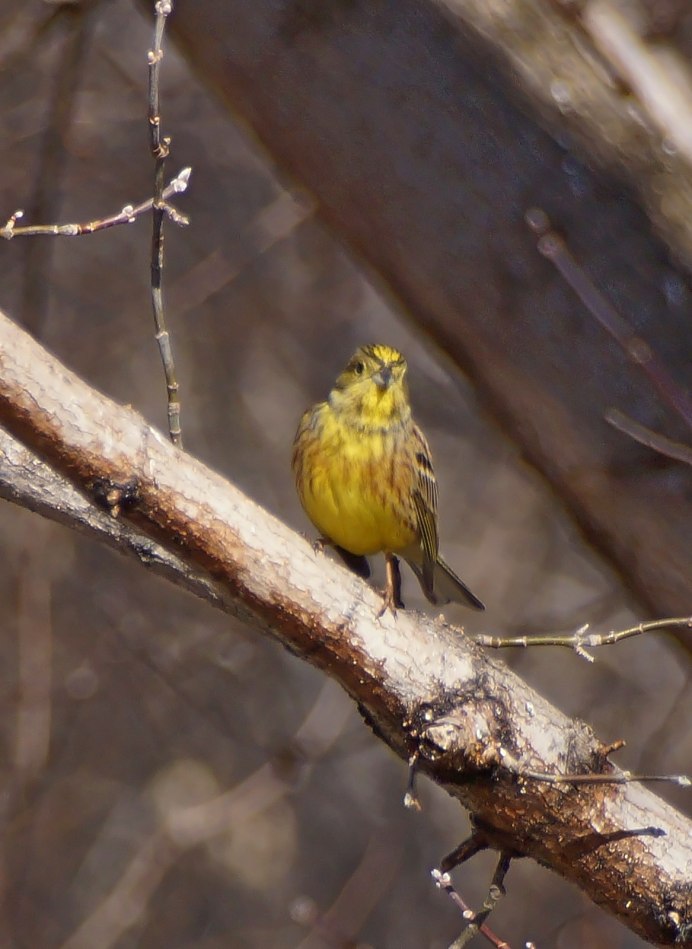 Певчие птицы Южного Урала