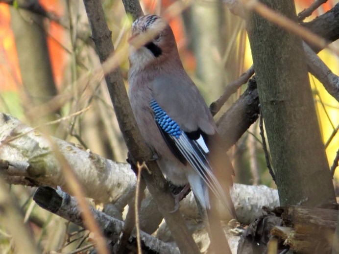 Кукша рябинник