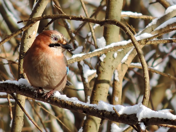 Городские птицы зимой