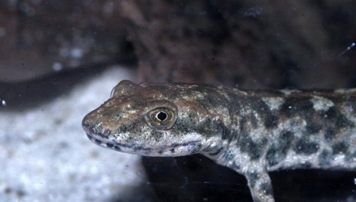 Червеобразная саламандра