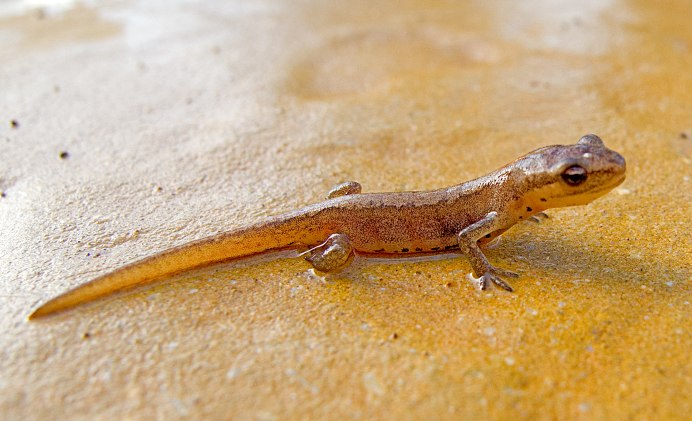 Тритон обыкновенный детёныш