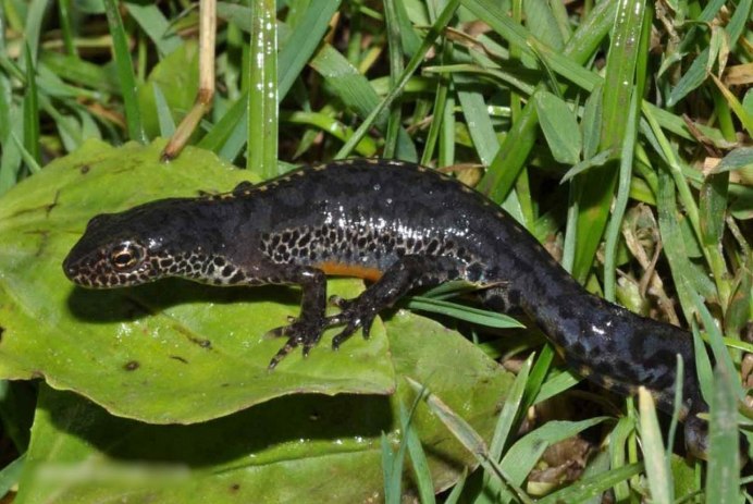Мраморный Тритон земноводное
