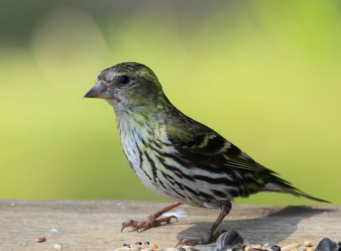 Чиж (Spinus Spinus l.)