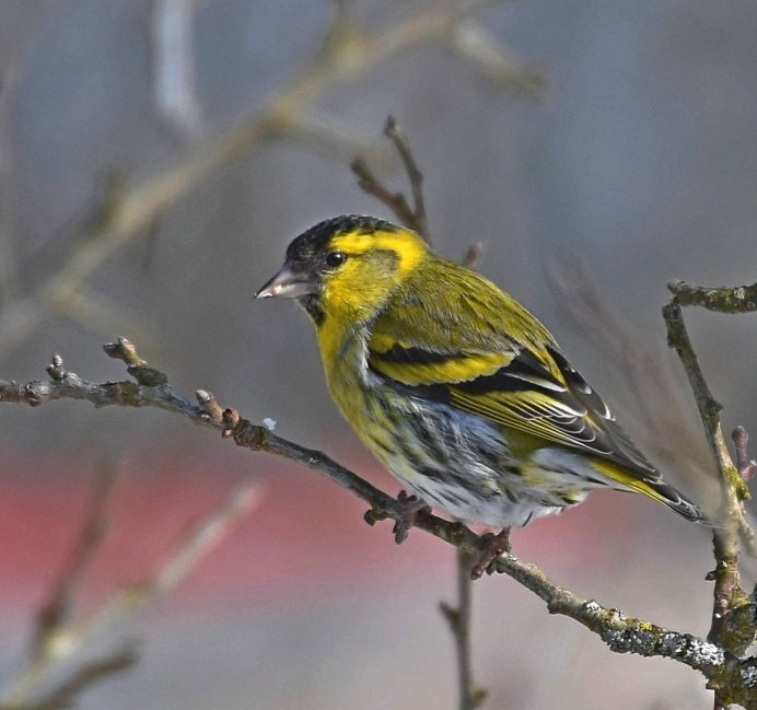 Чиж (Spinus Spinus l.)