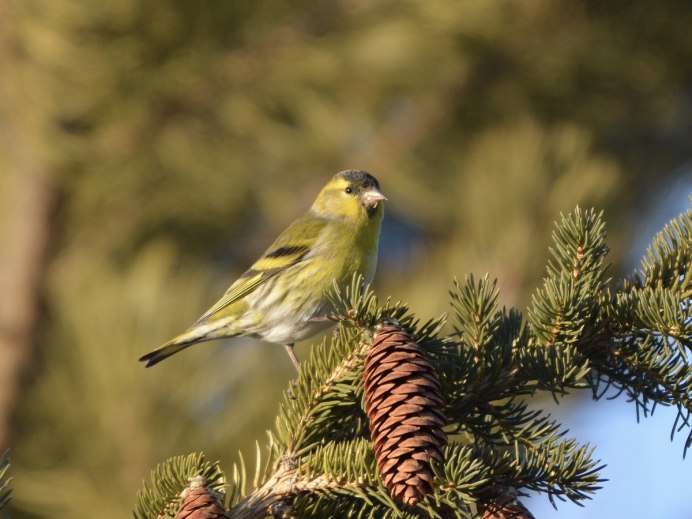 Чиж (Carduelis Spinus)