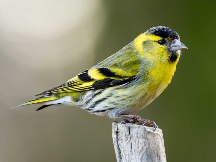 Carduelis Spinus