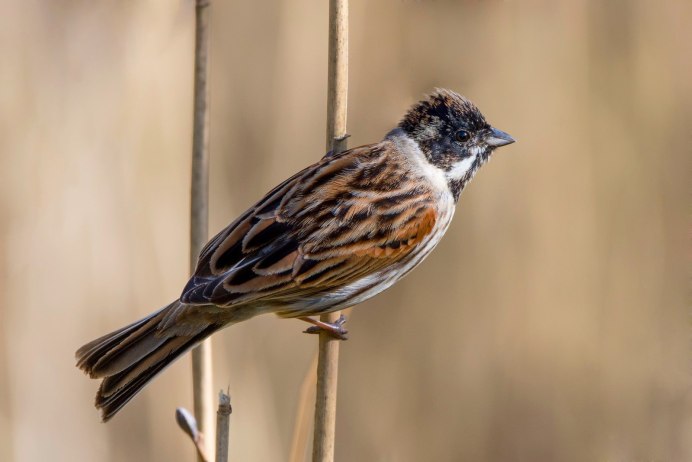Воробей домовый passer domesticus