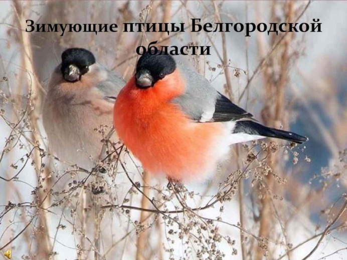 Птицы Ленинградской области Снегирь