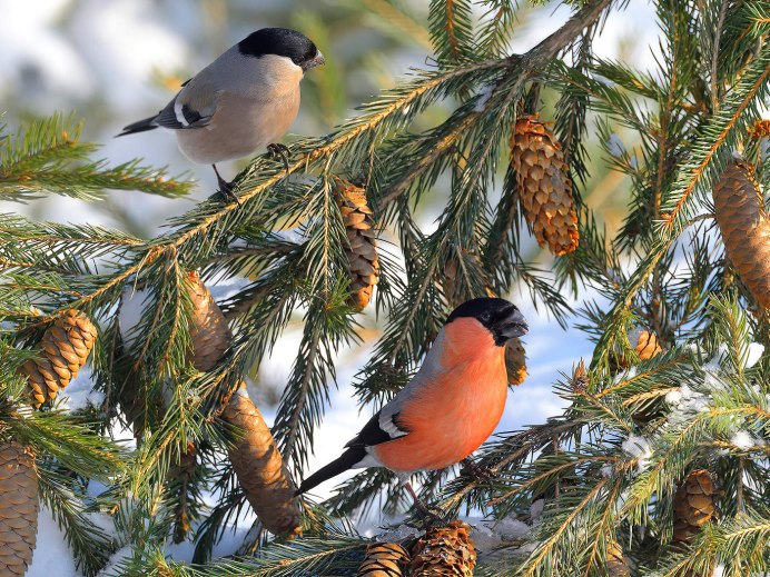 Celenaste Bullfinch
