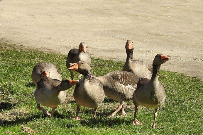 Белый Гусь (лат. Anser caerulescens) симрилик