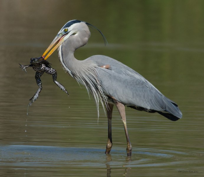Great Blue Heron Ardea herodias