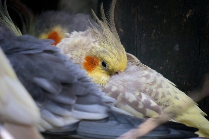 Корелла нимфа самка
