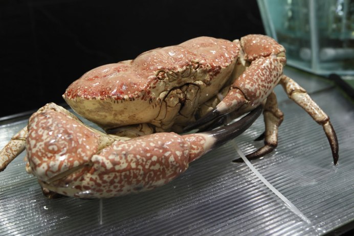 Тасманский Королевский краб
