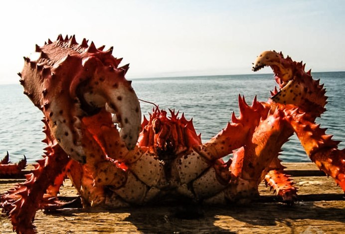 Tasmanian giant Crab, Pseudocarcinus Gigas