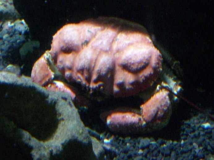 Охотское море синий краб