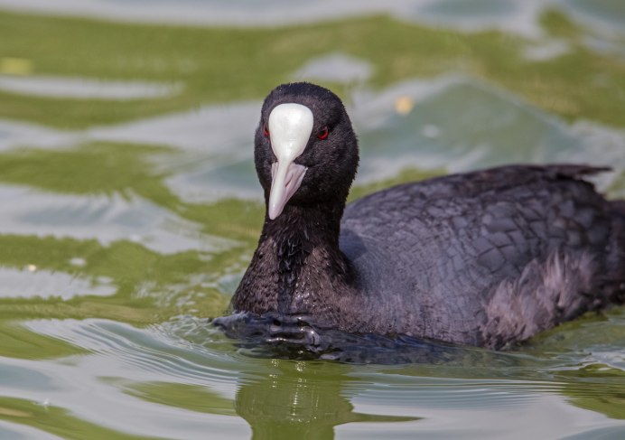 Американская лысуха (Fulica Americana)