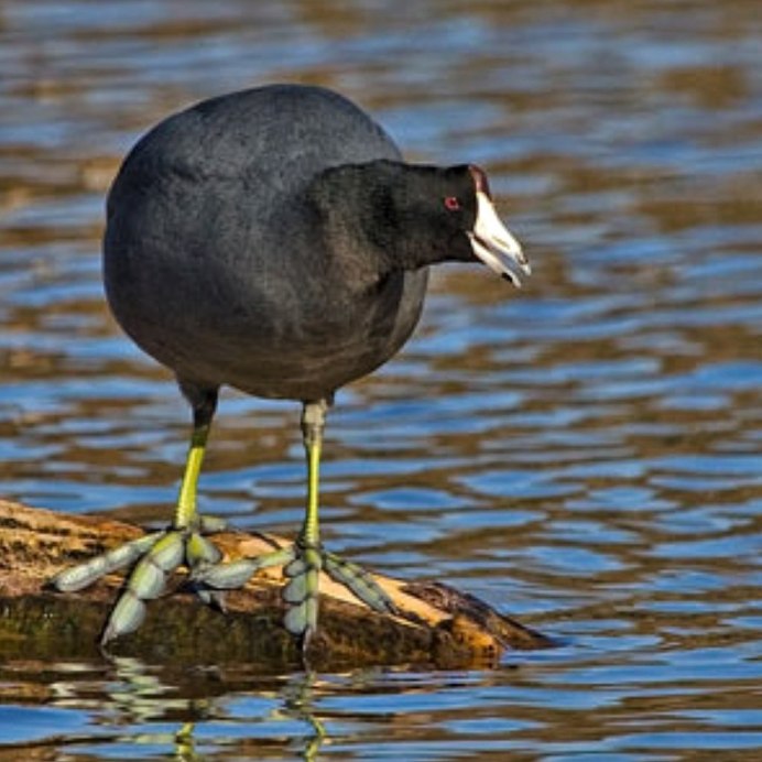 Лысуха (Fulica atra)