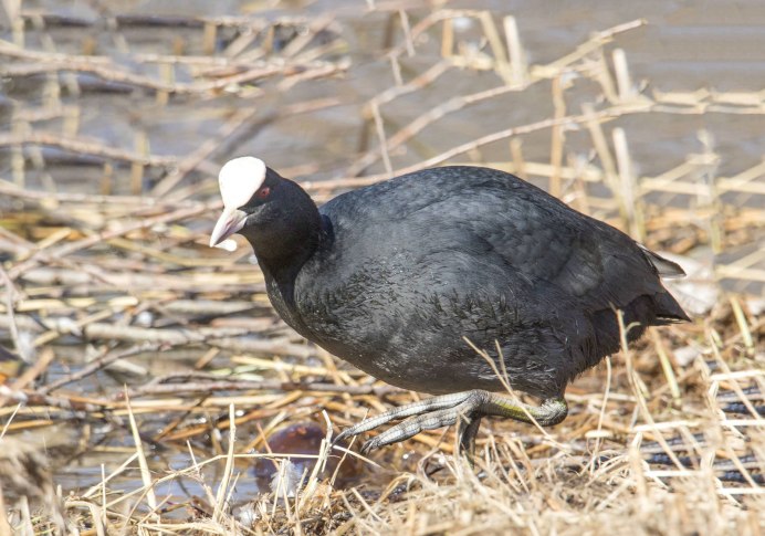 Американская лысуха (Fulica Americana)