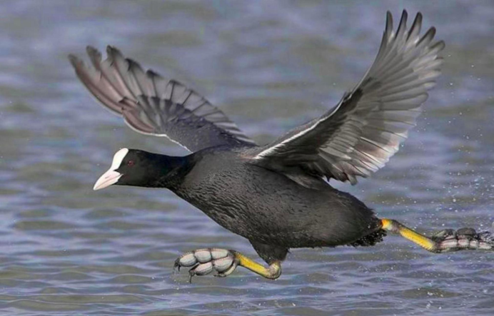 Лысуха – Fulica atra (l., 1758)