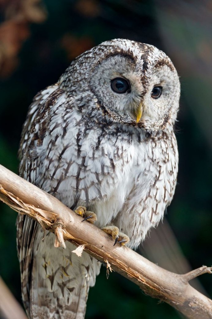 Great Grey Owl