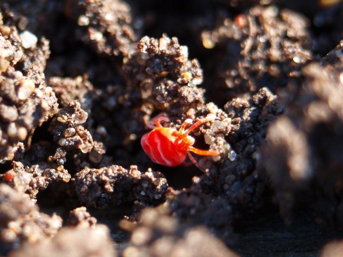 Amblyseius cucumeris