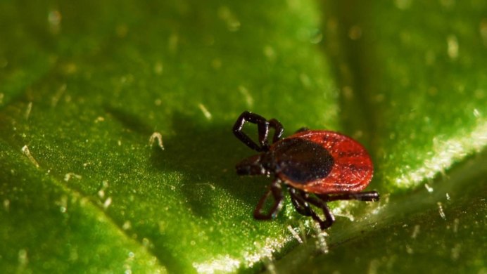 Tetranychus urticae