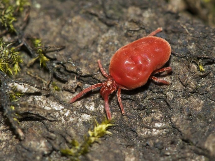 Клещи-краснотелки Trombidiidae