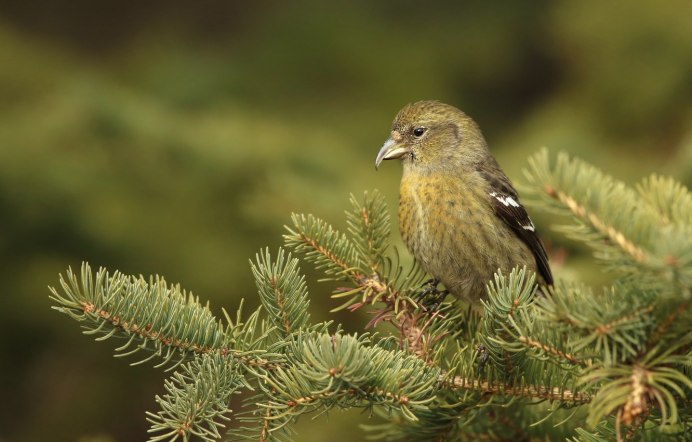 Птица крестовик птица Red Crossbill