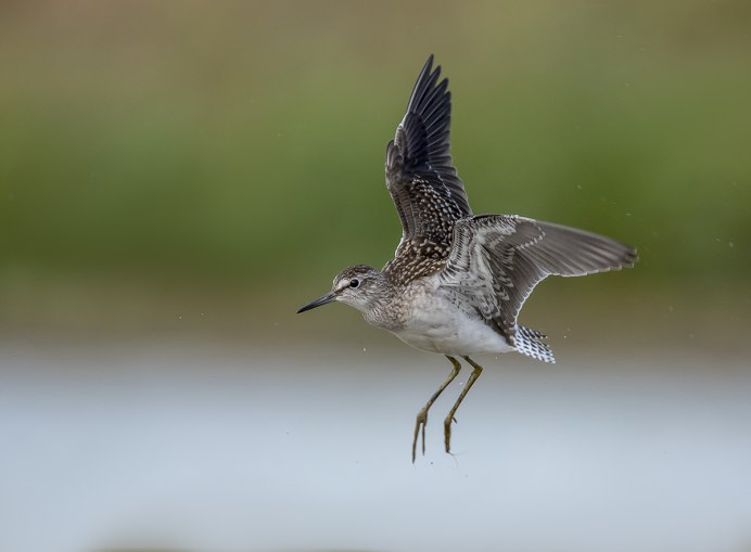 Бекас полет