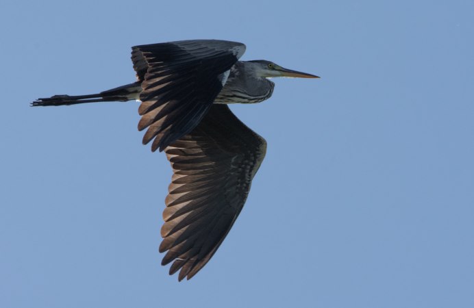 Бекас обыкновенный полет