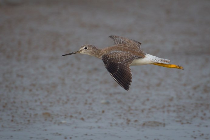 Черныш Фифи